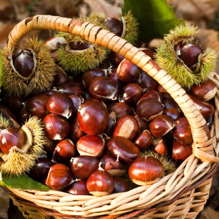 castagne-1 - QUADRATA